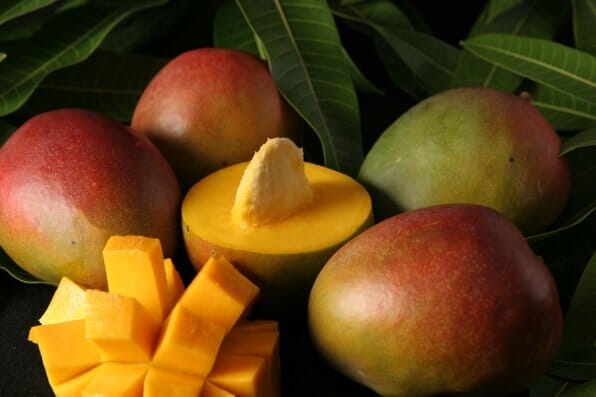 Tebow Mango Tree Grafted