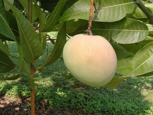 Tebow Mango Tree Grafted - Image 2