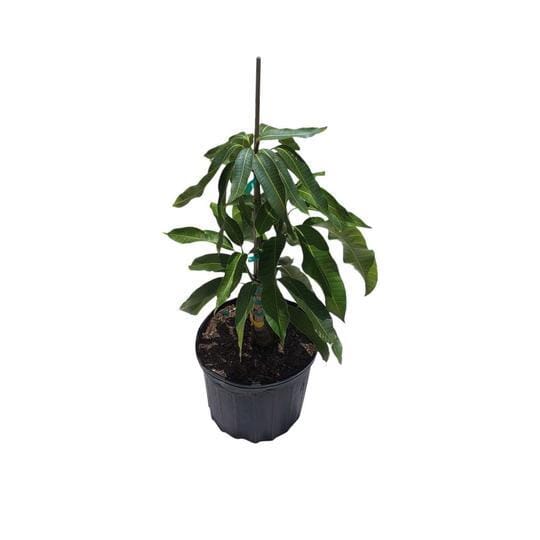 Tebow Mango Tree Grafted - Image 3