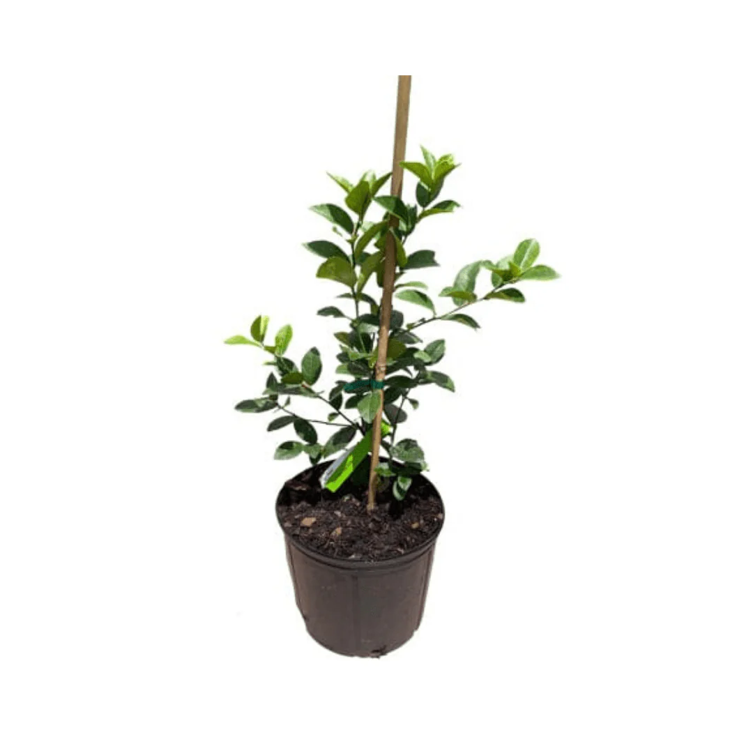 Thornless Key Lime Tree | from cuttings | Mexican Lime Tree - Image 4