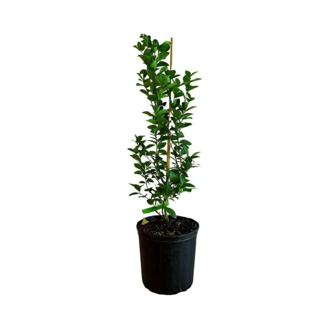 Thornless Key Lime Tree | from cuttings | Mexican Lime Tree - Image 3