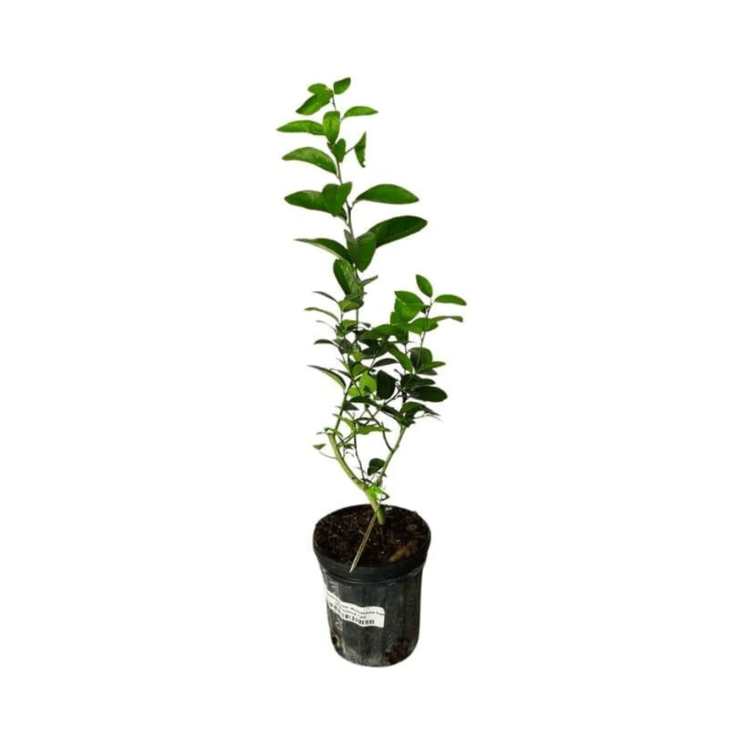 Thornless Key Lime Tree | Grafted | Mexican Lime Tree - Image 5