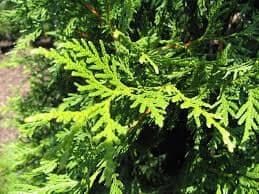 Thuja Green Giant Arborvitae For Sale - Image 2