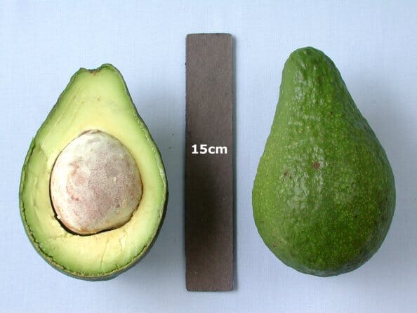 Tonnage Avocado Tree, Grafted - Image 2