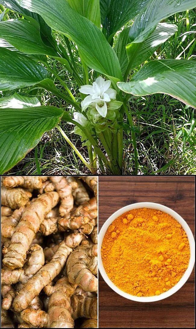 Turmeric, Plant, for sale from Florida