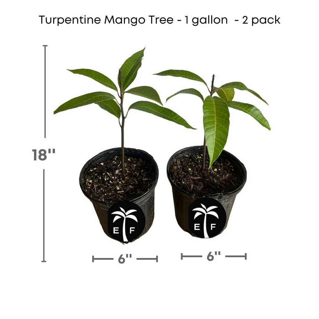 Turpentine Mango Tree in 1-gallon pot [2 pack]