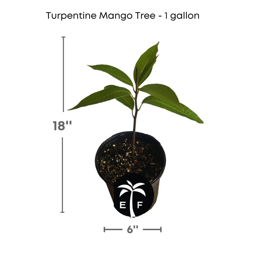 Turpentine Mango Tree