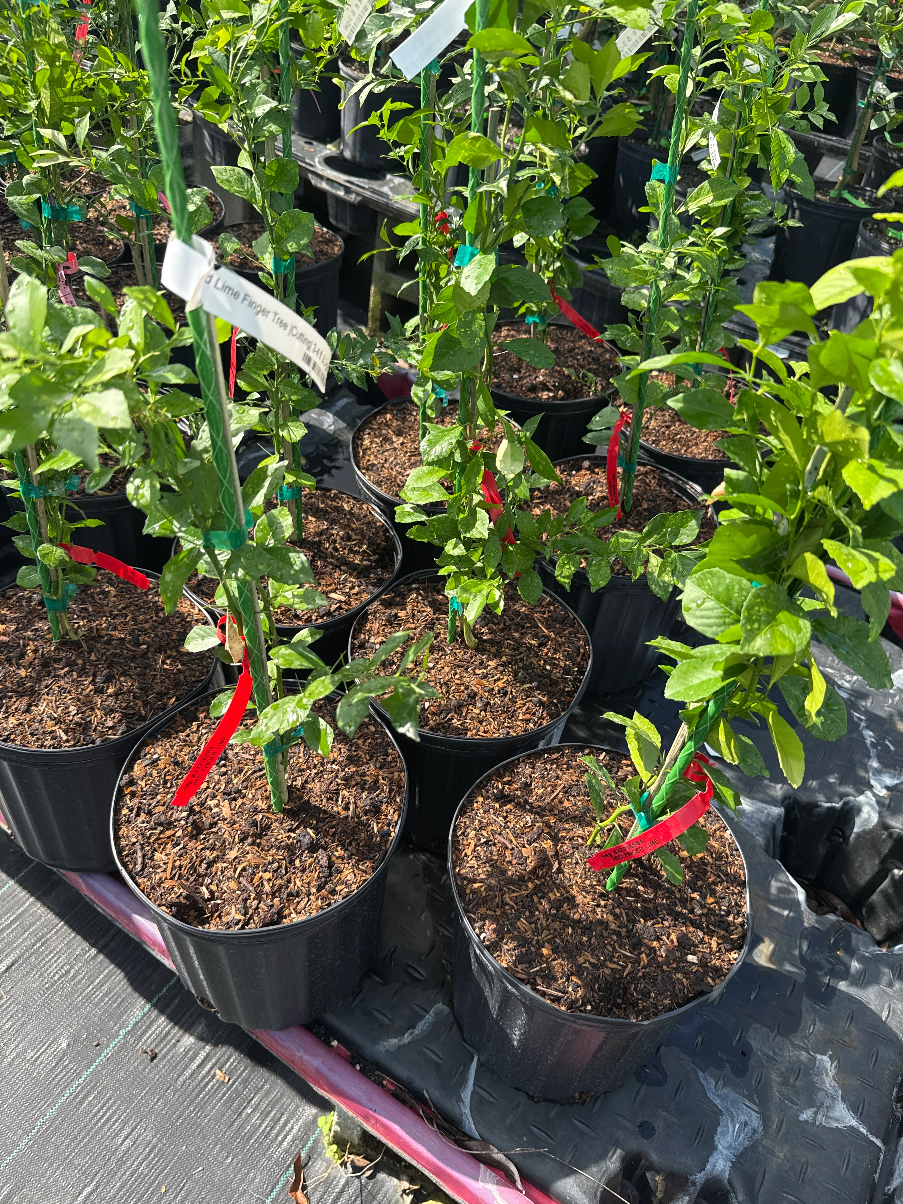 UF Red Lime Finger Tree Cuttting Australian - Image 3
