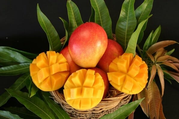 Van Dyke Mango Tree, Grafted