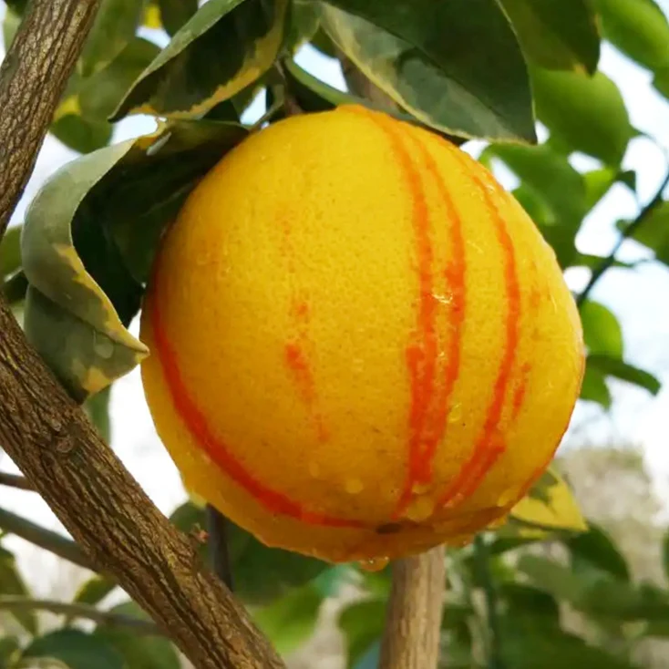 Variegated Minneola Tangelo Tree Grafted