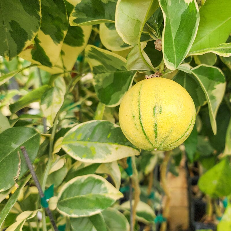 Variegated Sour Orange Tree