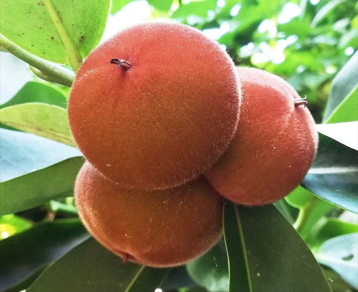 Velvet Apple Mabolo (Diospyros Blancoi) Fruit Tree