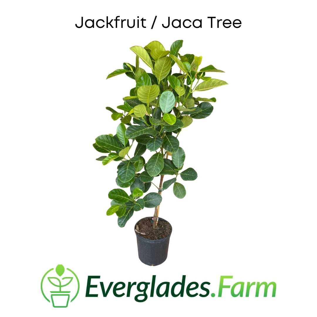 Vietnam Dwarf Jackfruit Tree, Grafted - Image 2