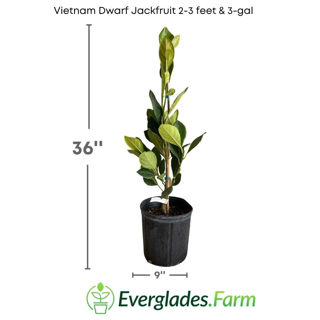 Vietnam Dwarf Jackfruit Tree, Grafted - Image 4