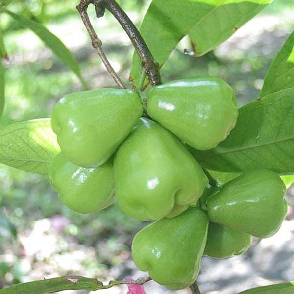 Wax Jambu Tree, Green