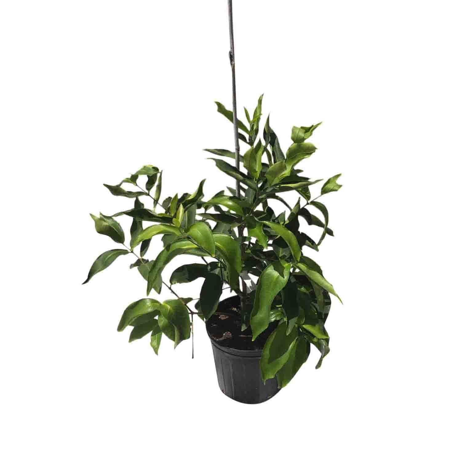 Wax Jambu Tree, Green - Image 2