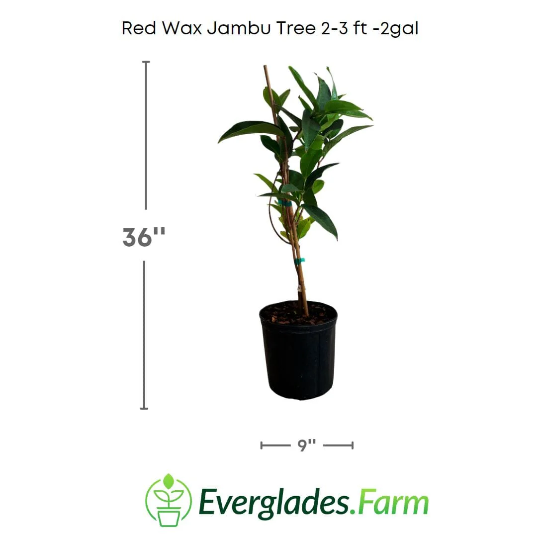 Red Wax Jambu Tree - Image 3