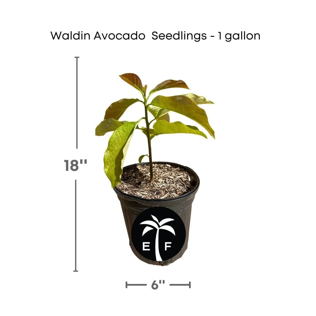 Wheeling Avocado Tree from Seedlings 1-gallon pot