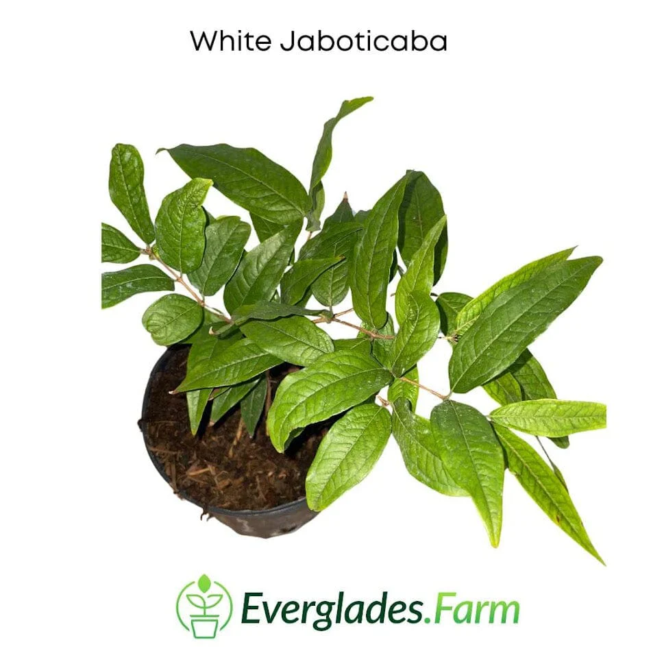 White Jaboticaba Tree - Image 4