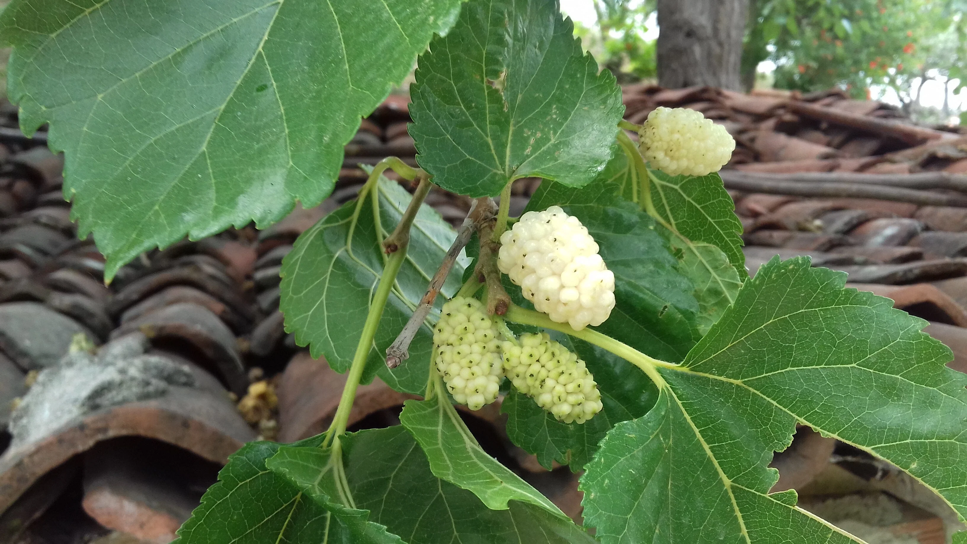 White Mulberry Tree