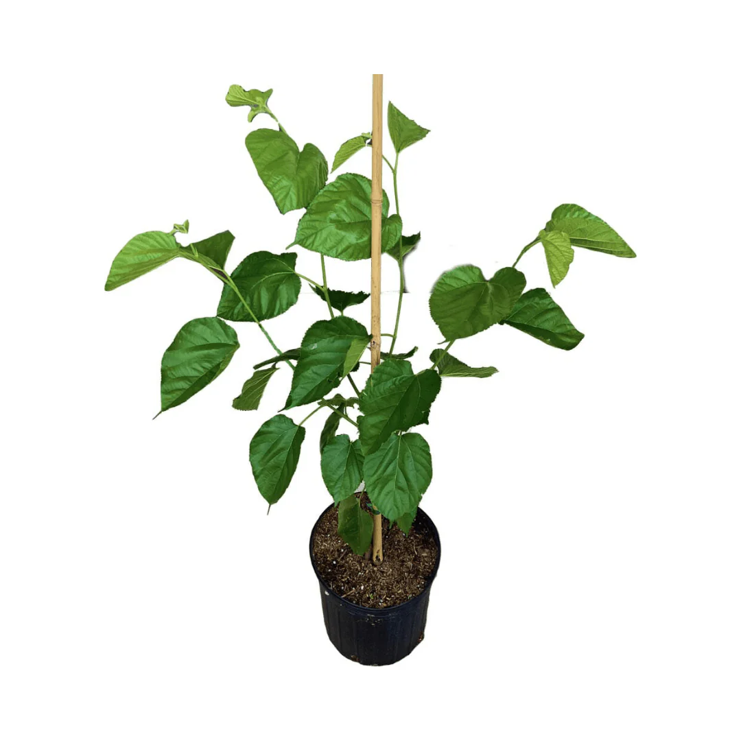 White Mulberry Tree - Image 2