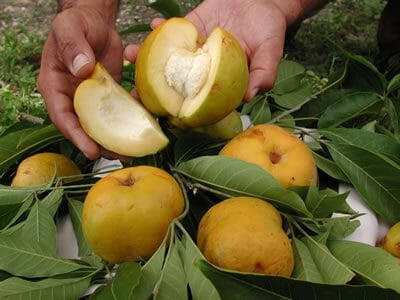 White Sapote Redlands Tree Grafted