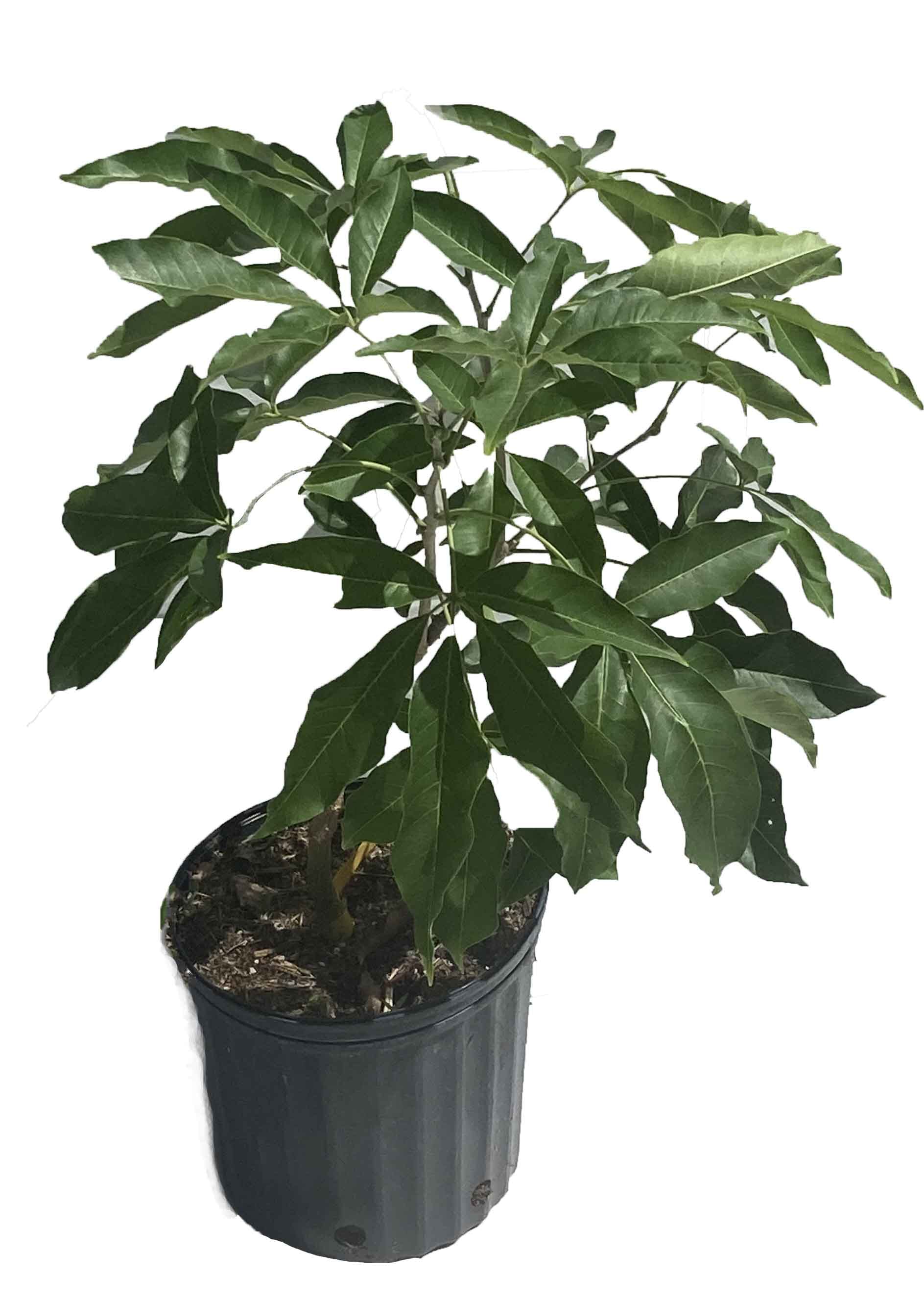 White Sapote Redlands Tree Grafted - Image 2