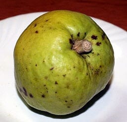 White Sapote Redlands Tree Grafted - Image 3