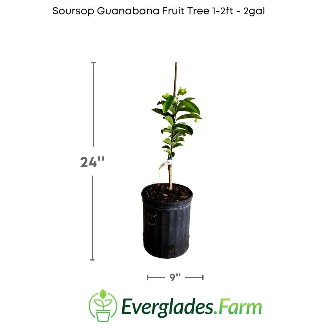 Whitman Fiberless Soursop Guanabana Grafted Fruit Tree - Image 3