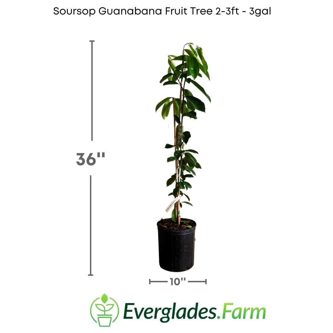 Whitman Fiberless Soursop Guanabana Grafted Fruit Tree - Image 4