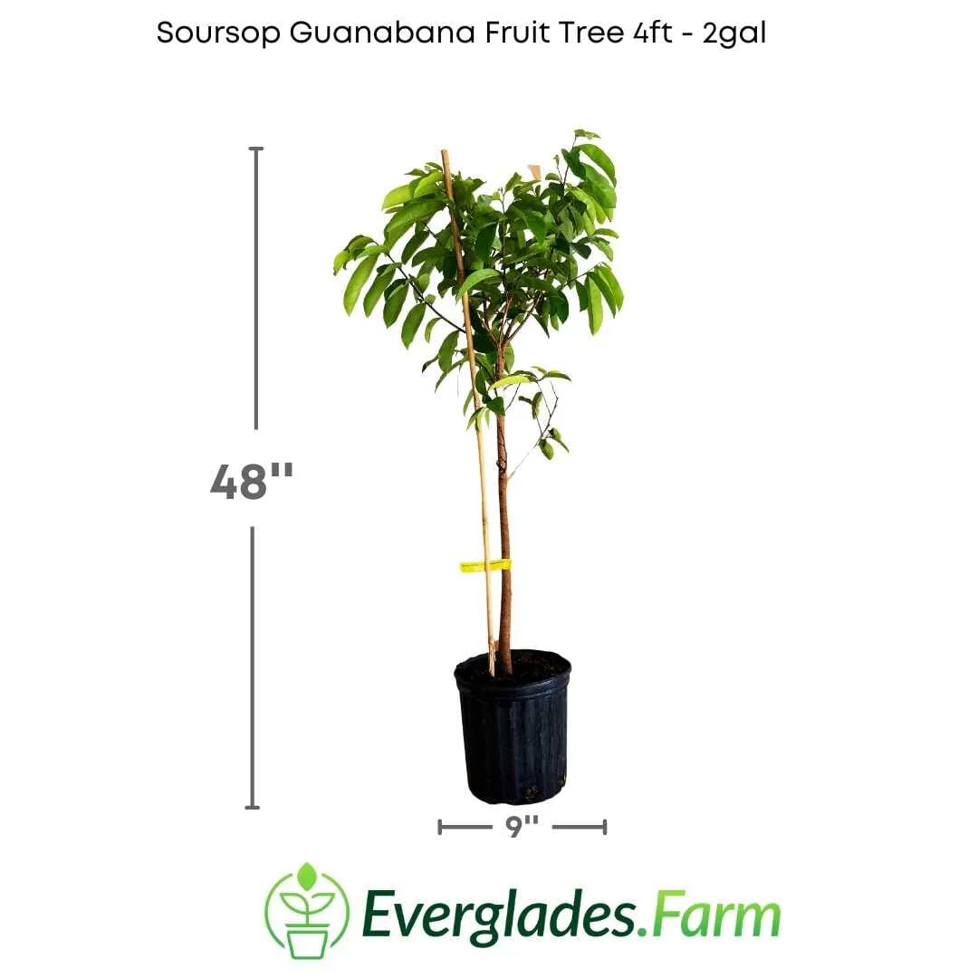 Whitman Fiberless Soursop Guanabana Grafted Fruit Tree - Image 5