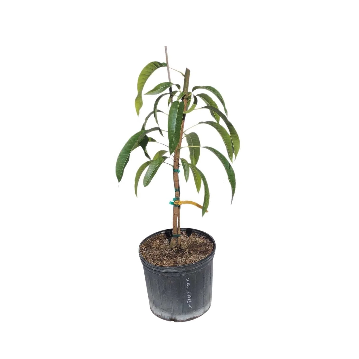Wise Mango Tree, Grafted