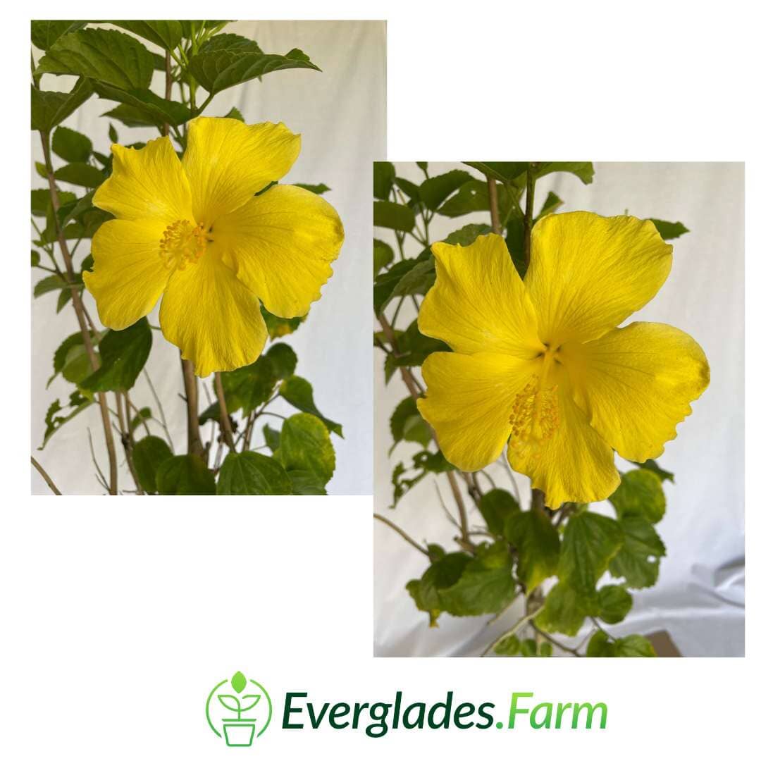 Yellow Flower Hibiscus Plant - Tropical Beauty for Your Garden - Image 3