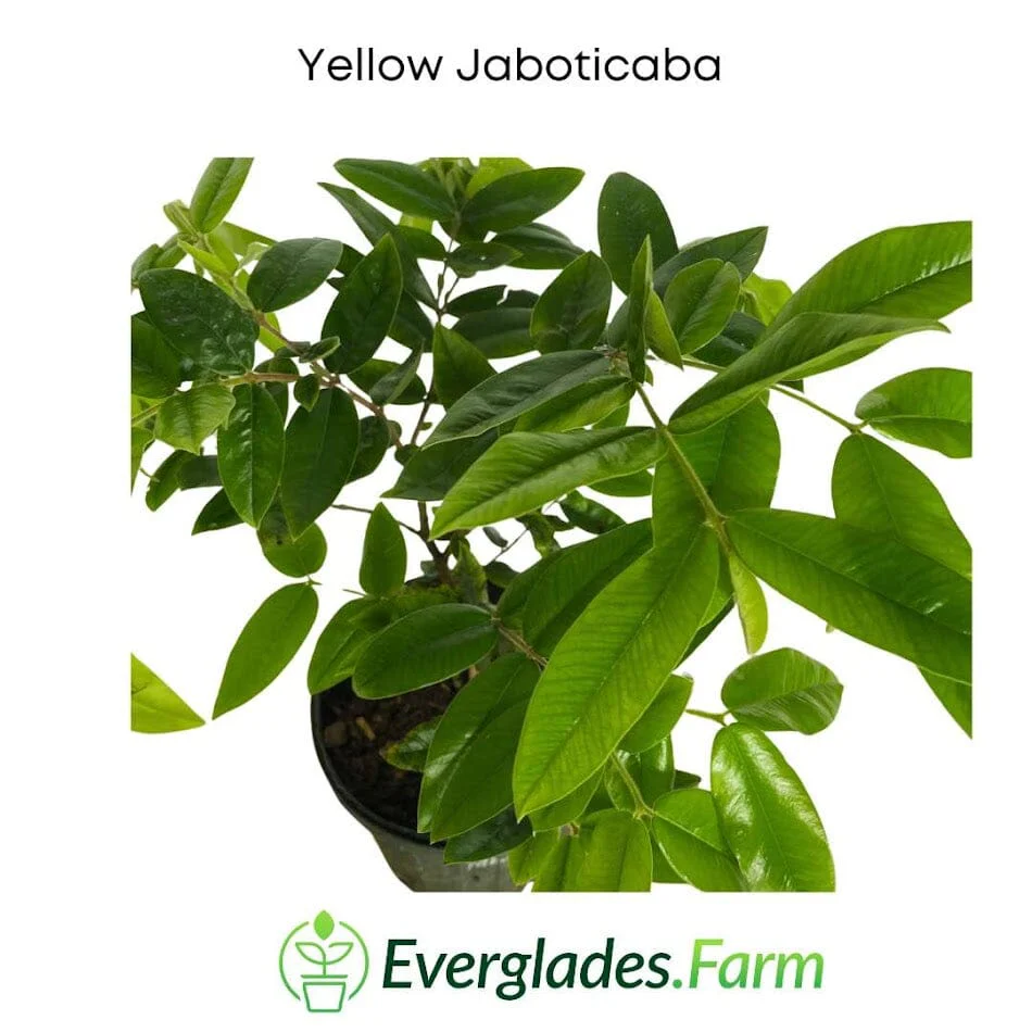 Jaboticaba Yellow Tree - Image 3