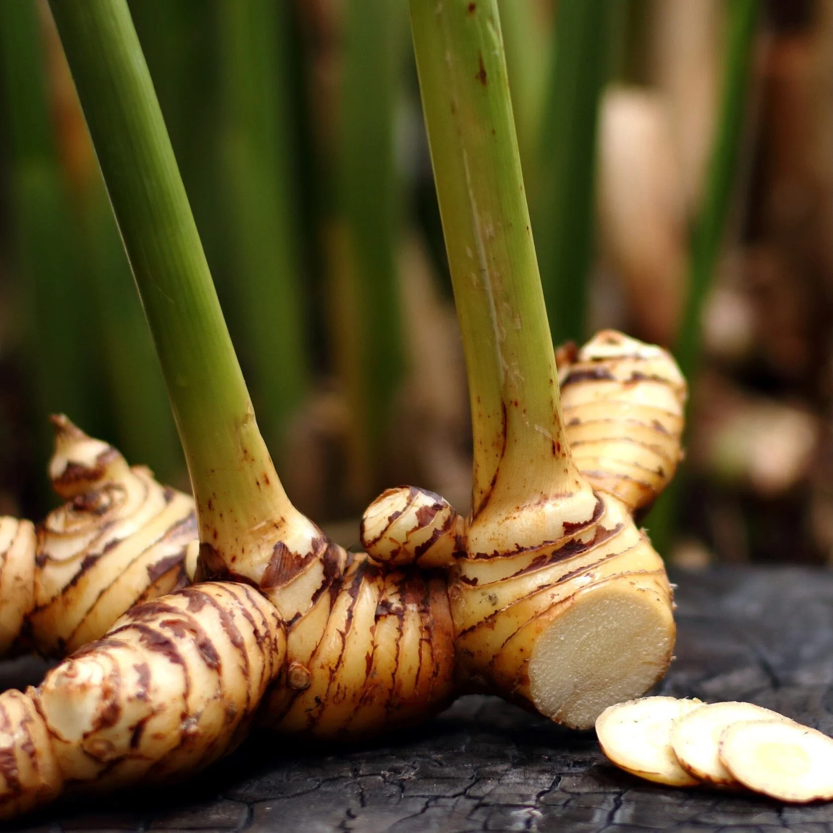 Yellow Turmeric Ginger | Curcuma Longa Plant - Image 2