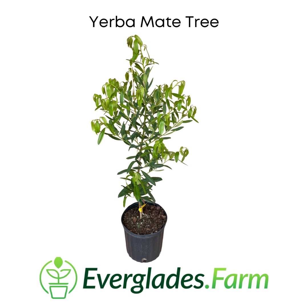 Yerba Mate Tree