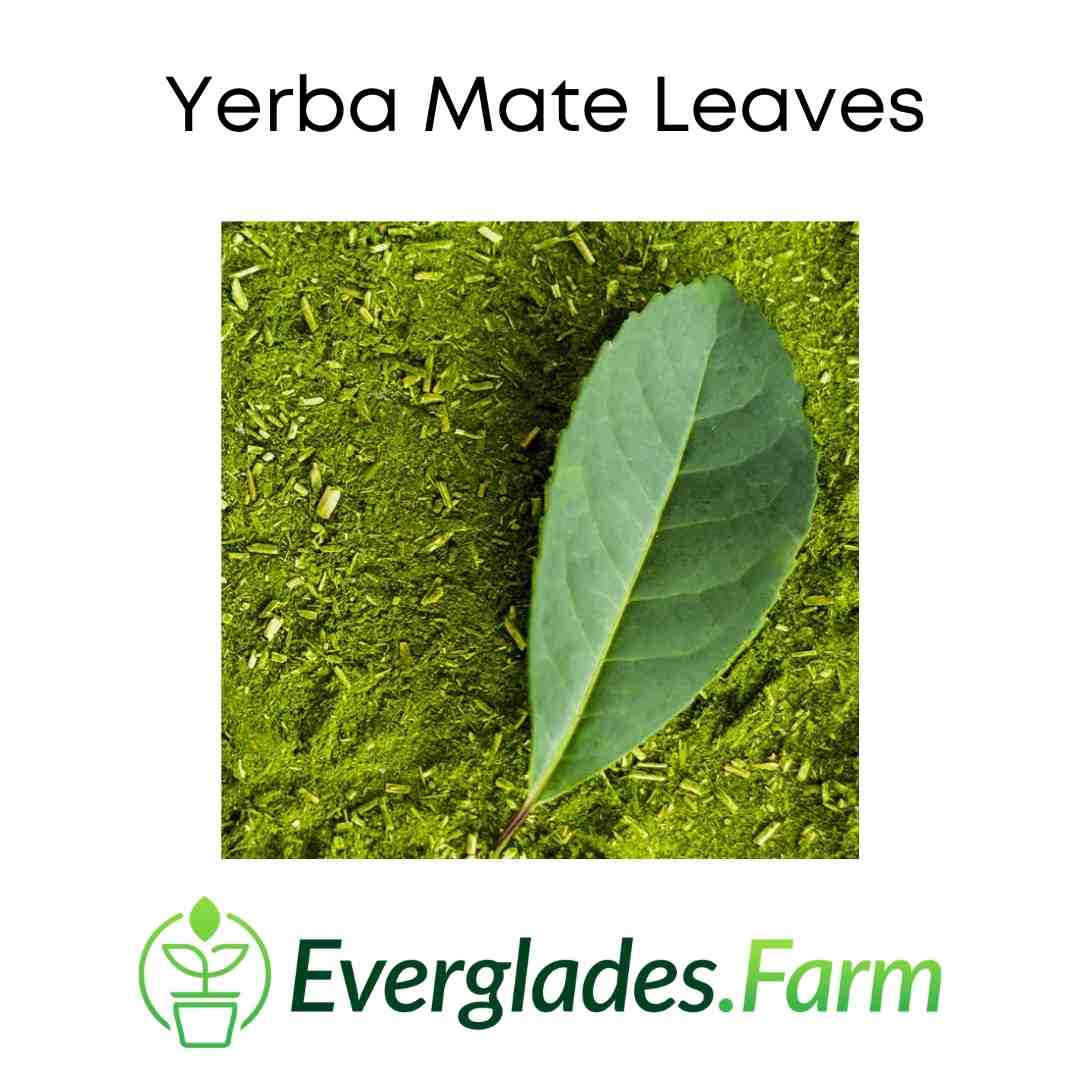 Yerba Mate Tree - Image 2
