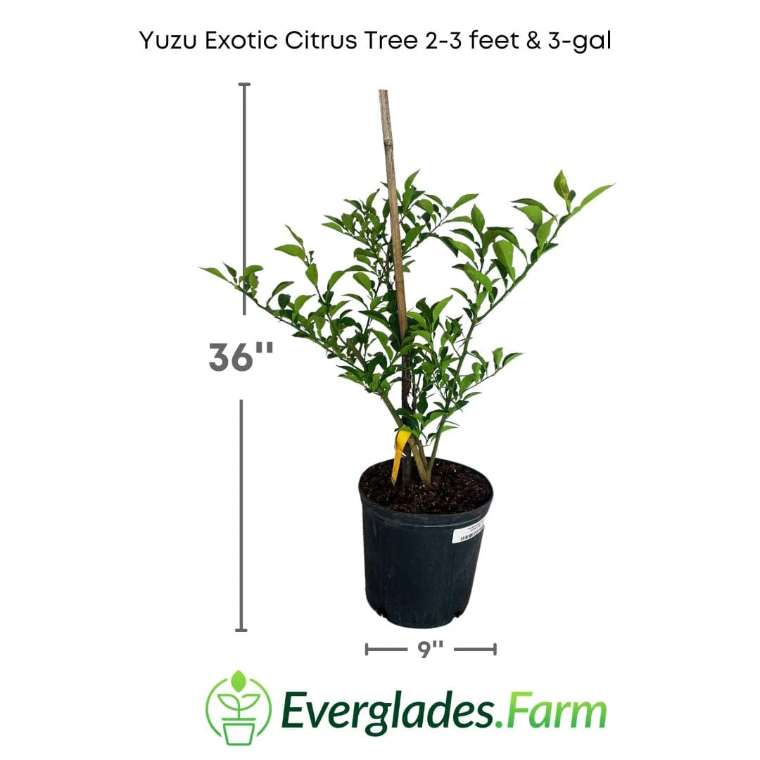 Yuzu Citrus Tree - Rare Japanese Fruit Plant | Rooted Cutting | Easy-to-Grow Exotic Citrus - Image 4